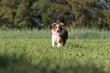 BERGER AUSTRALIEN 461